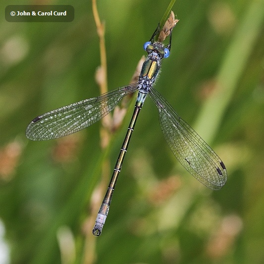 J15_3161 Lestes dryas male.JPG